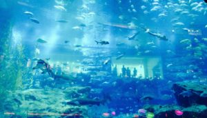 things to do in dubai