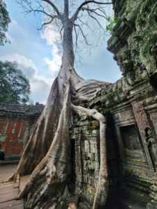 Ta Prohm Temple trees