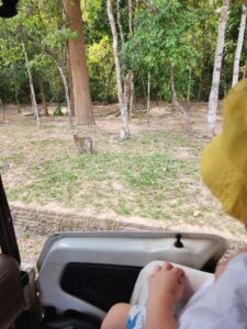 Seeing monkeys in the forest on our travel with toddler to Ta Prohm Temple.