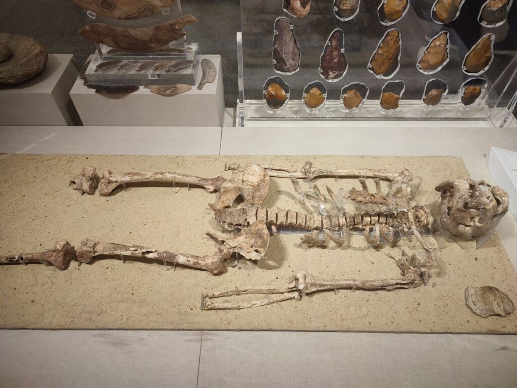 National Museum of Egyptian Civilization: male skeleton from over 35,000 years ago.